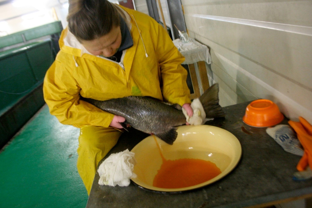 На Невском рыбоводном заводе в инкубатор заложили оплодотворённую икру выловленного в Неве лосося